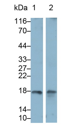 Monoclonal Antibody to Interferon Gamma (IFNg)