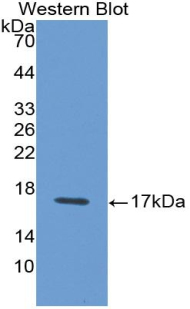 Monoclonal Antibody to Interferon Gamma (IFNg)