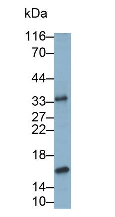 Monoclonal Antibody to Interleukin 10 (IL10)