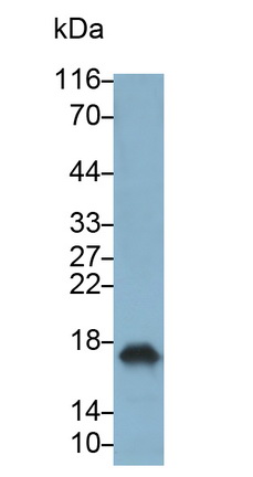 Monoclonal Antibody to Interleukin 10 (IL10)