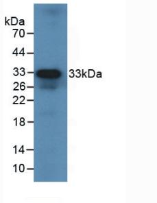 Monoclonal Antibody to Interleukin 12A (IL12A)