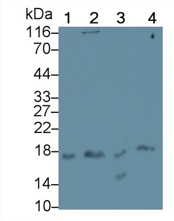 MAA063Ra21.jpg