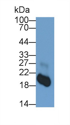 Monoclonal Antibody to Interleukin 18 (IL18)