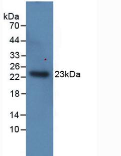 Monoclonal Antibody to Interleukin 1 Alpha (IL1a)