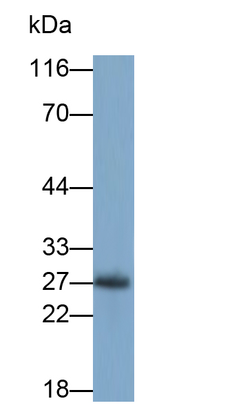 Monoclonal Antibody to Interleukin 1 Alpha (IL1a)