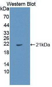 Monoclonal Antibody to Interleukin 1 Alpha (IL1a)