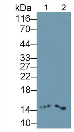 Monoclonal Antibody to Interleukin 4 (IL4)