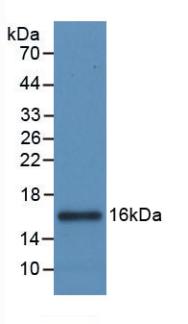 Monoclonal Antibody to Interleukin 8 (IL8)