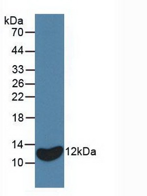 Monoclonal Antibody to Interleukin 8 (IL8)