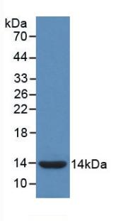 Monoclonal Antibody to Interleukin 8 (IL8)