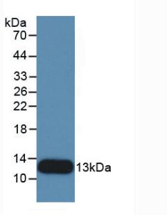 Monoclonal Antibody to Interleukin 8 (IL8)