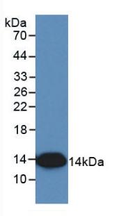 Monoclonal Antibody to Interleukin 8 (IL8)