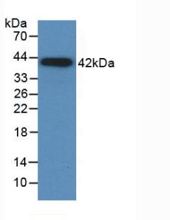 MAA087Ca24.jpg