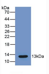 Monoclonal Antibody to Monocyte Chemotactic Protein 1 (MCP1)