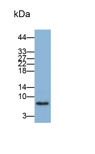 Monoclonal Antibody to Macrophage Inflammatory Protein 1 Alpha (MIP1a)