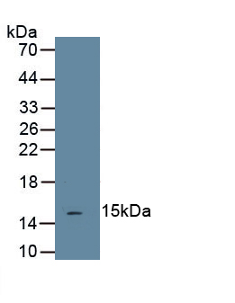 Monoclonal Antibody to Transforming Growth Factor Beta 1 (<b>TGFb1</b>)