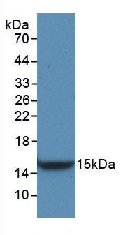 Monoclonal Antibody to Vascular Endothelial Growth Factor C (VEGFC)