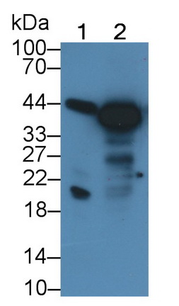 MAA165Hu22.jpg