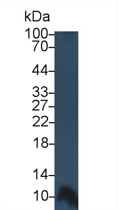 Monoclonal Antibody to Platelet Factor 4 (PF4)