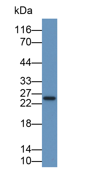 Monoclonal Antibody to Interferon Alpha 2 (IFNa2)