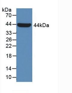 Monoclonal Antibody to Galactosidase Alpha (GLa)