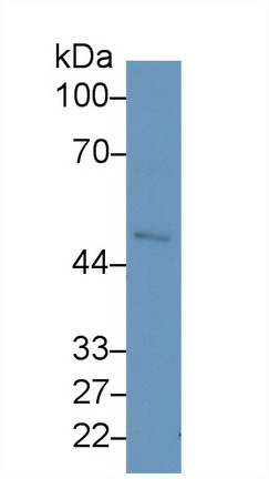 Monoclonal Antibody to Fibrinogen (FG)