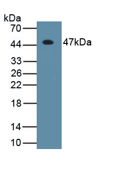 MAA222Ca21.jpg