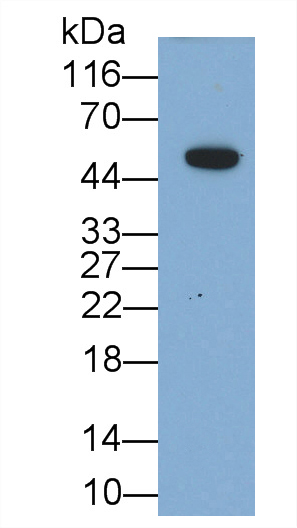 Monoclonal Antibody to Interferon Beta (IFNb)