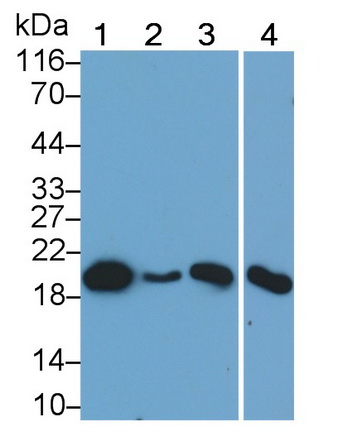 Monoclonal Antibody to Cyclophilin B (CYPB)