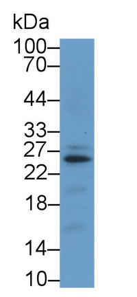 Monoclonal Antibody to Cyclophilin B (CYPB)