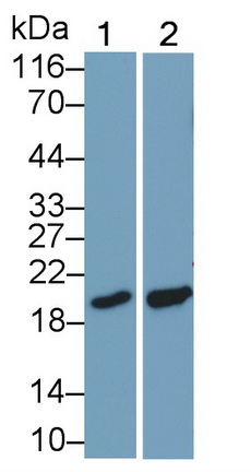 Monoclonal Antibody to Cyclophilin B (CYPB)