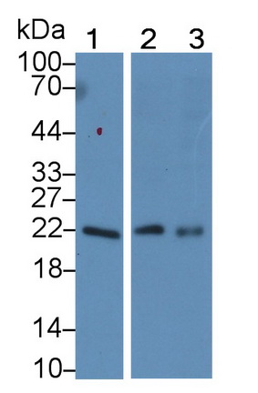 Monoclonal Antibody to Cyclophilin B (CYPB)