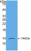 Monoclonal Antibody to Anti-Mullerian Hormone (AMH)