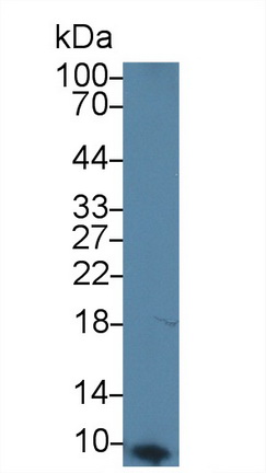 Monoclonal Antibody to Apolipoprotein C1 (APOC1)