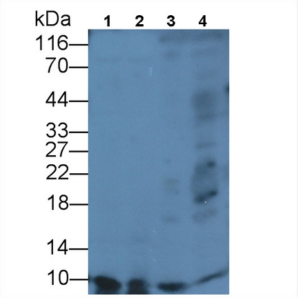 Monoclonal Antibody to Apolipoprotein C1 (APOC1)