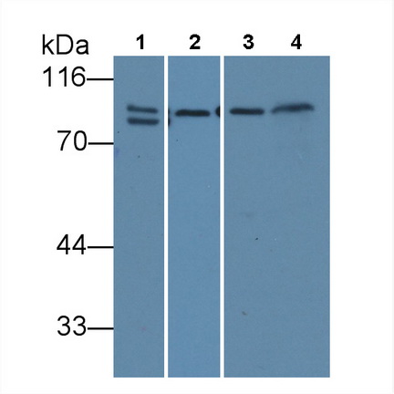 Monoclonal Antibody to Calnexin (CNX)