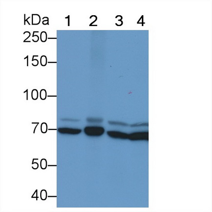 Monoclonal Antibody to Heat Shock 70kDa Protein 1B (HSPA1B)