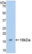 Monoclonal Antibody to Galectin 7 (GAL7)