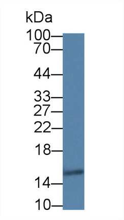 Monoclonal Antibody to Galectin 7 (GAL7)