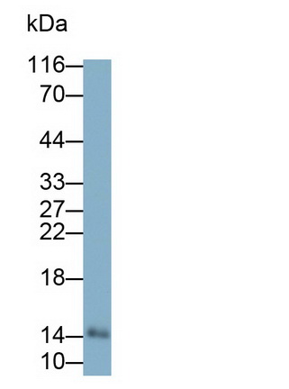 Monoclonal Antibody to Galectin 7 (GAL7)