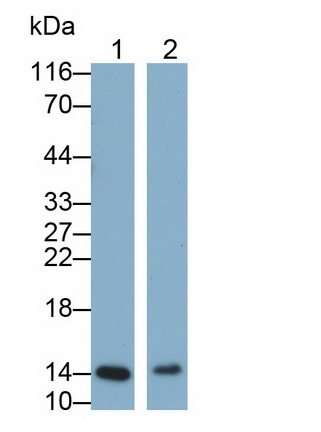 Monoclonal Antibody to Galectin 7 (GAL7)