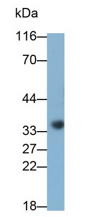 Monoclonal Antibody to Galectin 8 (GAL8)