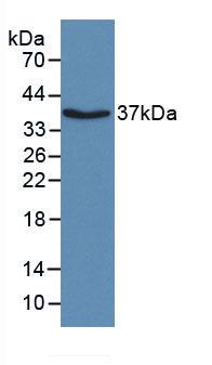 Monoclonal Antibody to Apolipoprotein H (APOH)