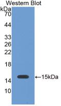 Monoclonal Antibody to Galectin 1 (GAL1)