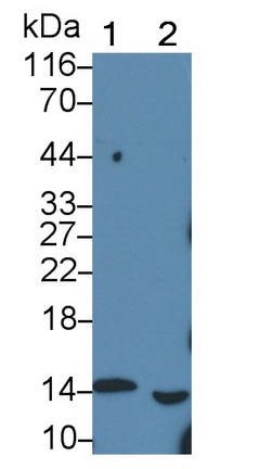 Monoclonal Antibody to Galectin 1 (GAL1)