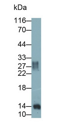 Monoclonal Antibody to Galectin 1 (GAL1)