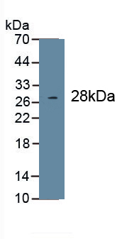 Monoclonal Antibody to Collagen Type I Alpha 1 (COL1a1)