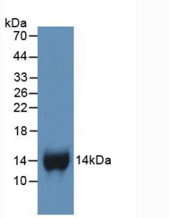 Monoclonal Antibody to Chemokine (C-X-C motif) ligand 7 ( CXCL7)