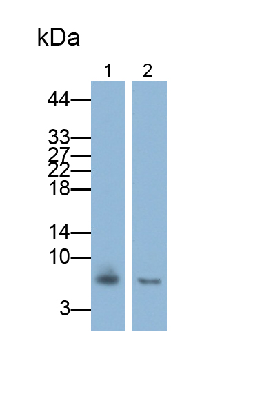 Monoclonal Antibody to Chemokine (C-X-C motif) ligand 7 ( CXCL7)