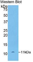 Monoclonal Antibody to Chemokine (C-X-C motif) ligand 7 ( CXCL7)